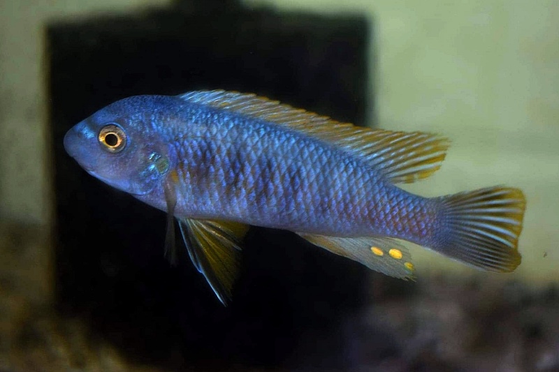 Labeotropheus fuelleborni 'Chiwi Rocks'